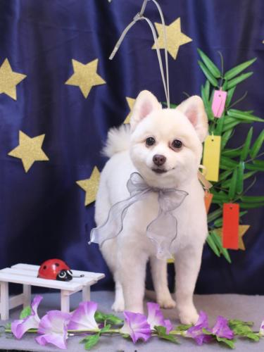 20230727ぽこちゃん